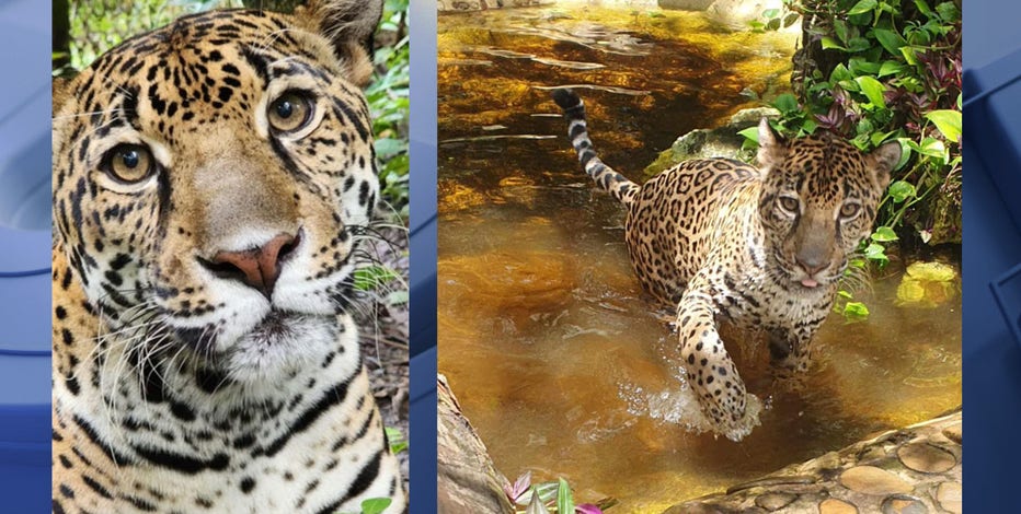 Milwaukee County Zoo announces arrival of jaguar; get to know Filly