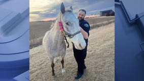 Runaway horse wrangled by Wisconsin police officer