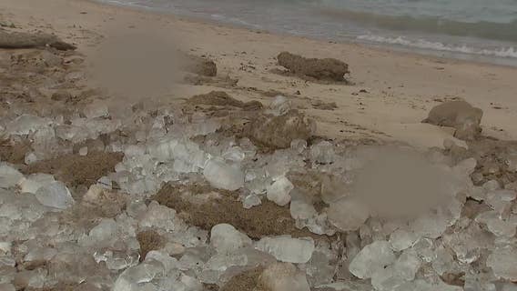 Dead birds wash up on Lake Michigan shore; bird flu concerns rise