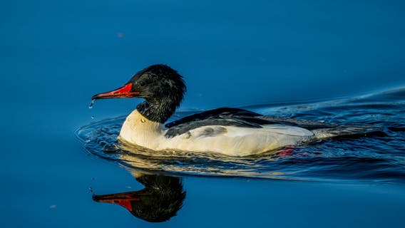 DNR confirms bird flu in Milwaukee County; found in wild merganser