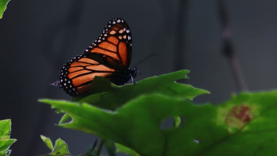 Monarch butterfly count nears record 30-year low; what to know