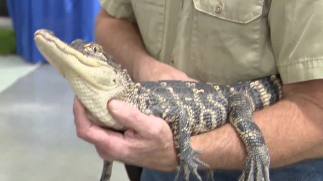Pet Expo MKE: Hundreds of animals available for adoption