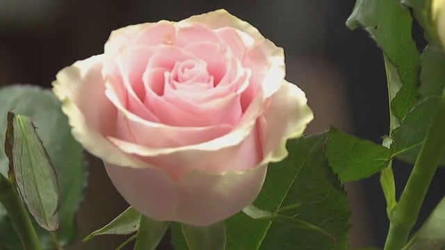 Valentine's Day flowers; local florist celebrating 75th anniversary