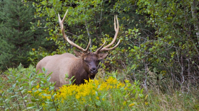 2025 Wisconsin elk hunt; DNR application period now open