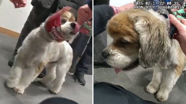 Whitefish Bay police officers help dog out of 'ruff' situation