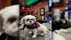 Beloved dog attacked at Milwaukee bar; raising money to help recovery