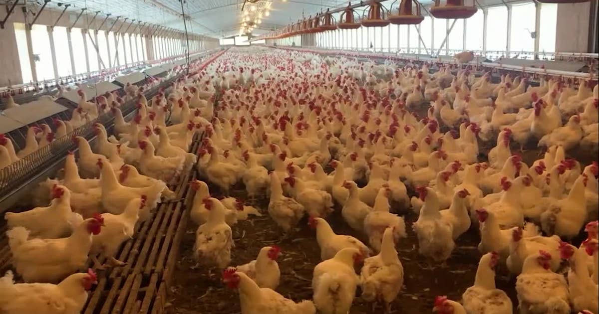 Bird flu confirmed in Walworth County commercial poultry flock