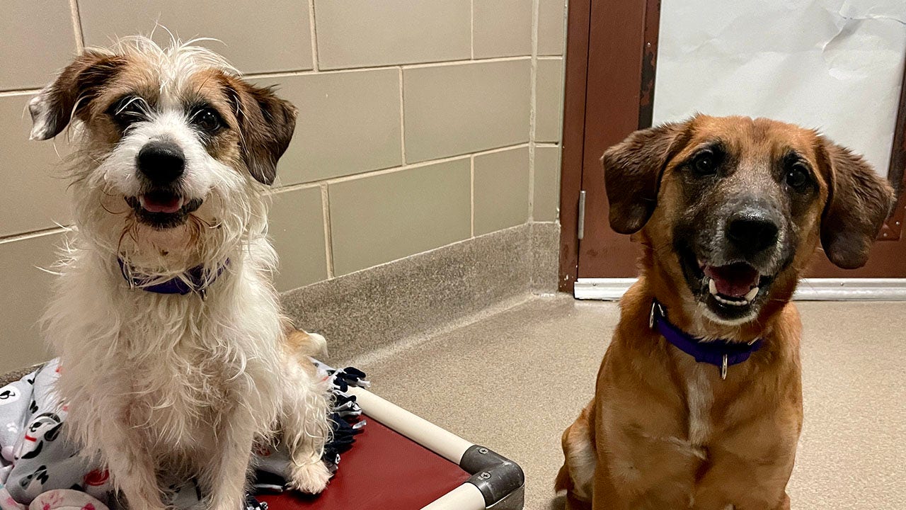 Saukville stray dogs up for adoption, no owners came forward