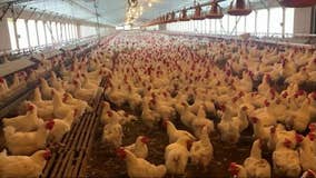 Bird flu in Wisconsin; poultry shows, exhibitions suspended in 4 counties