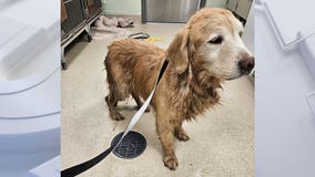 Washington County dog breeder accused; 22 counts improper animal shelter