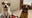 Saukville stray dogs up for adoption, no owners came forward