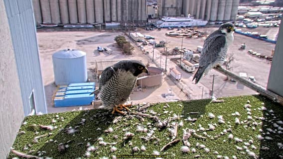 Peregrine falcons return to We Energies power plants; sign of spring