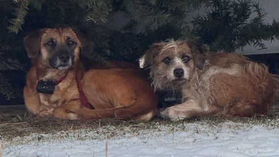 Stray dogs apprehended in Saukville area, owners still sought