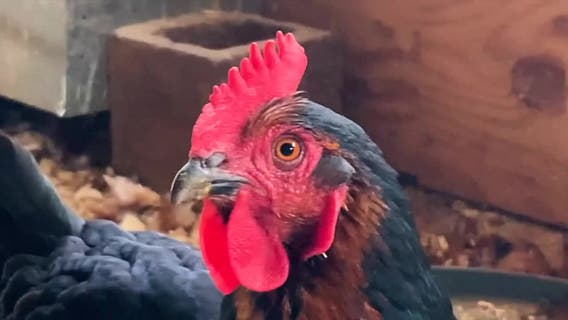 Wisconsin bill would allow backyard chickens in every municipality