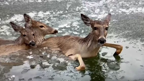 Green Lake deer rescue, drone used to help get animals to safety