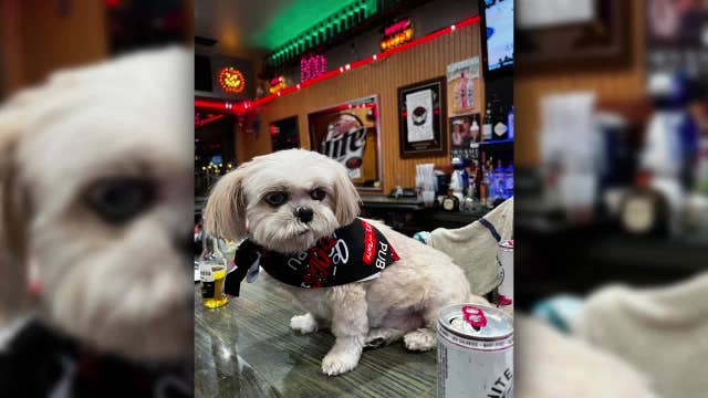 Beloved dog attacked at Milwaukee bar; raising money to help recovery