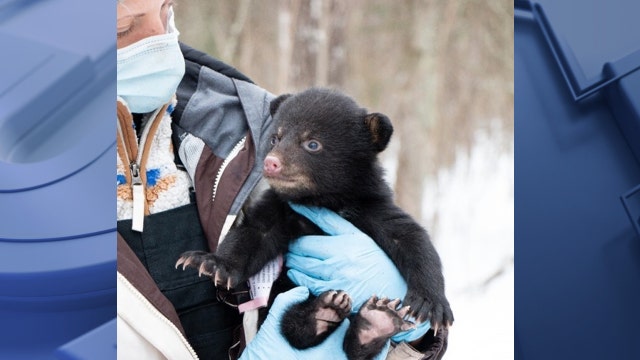 Wisconsin black bear den locations; DNR asks public to report