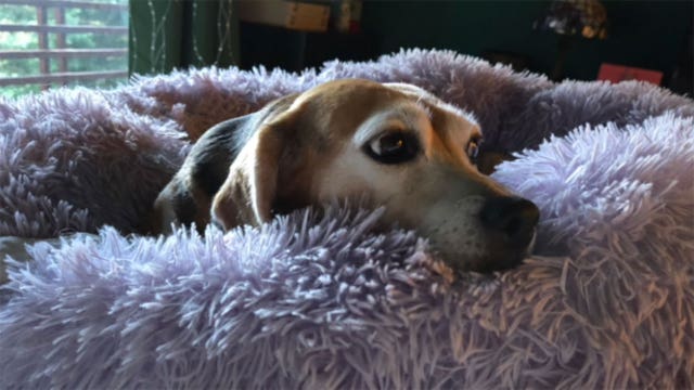 Blind beagle 'rescued' from puppy mill thrives 8 years later