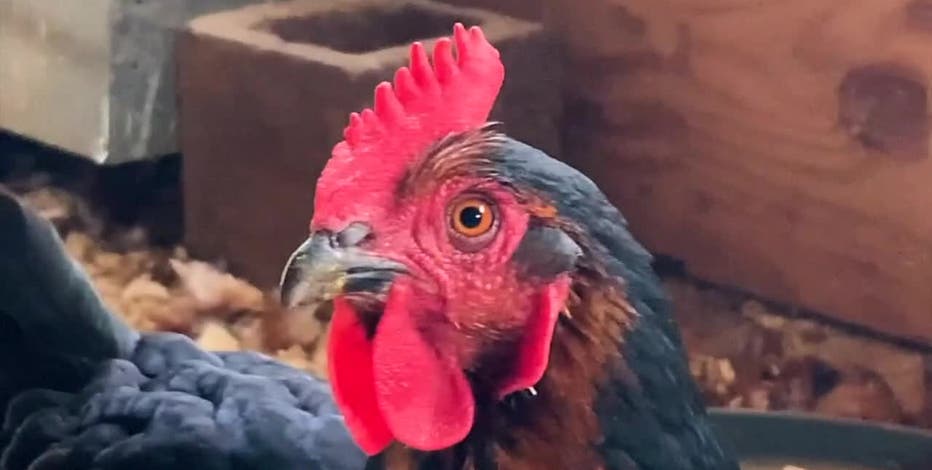 Wisconsin bill would allow backyard chickens in every municipality