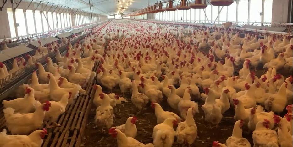 Bird flu confirmed in Walworth County commercial poultry flock