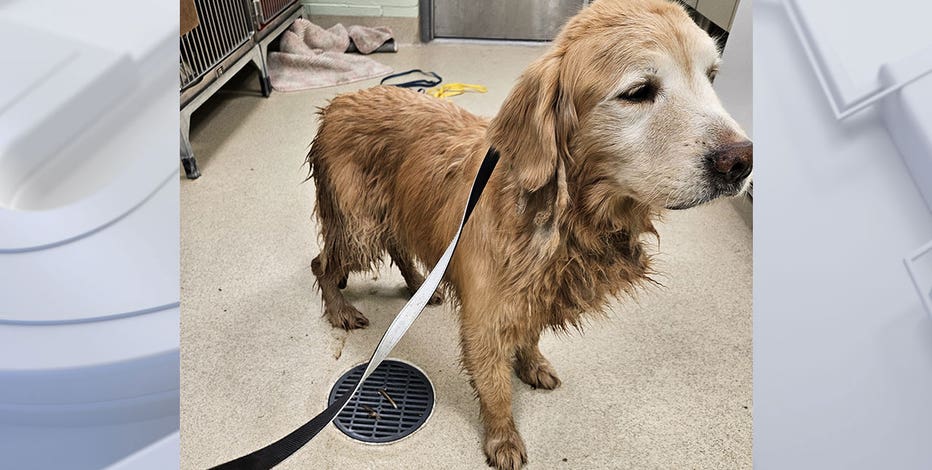 Washington County dog breeder accused; 22 counts improper animal shelter