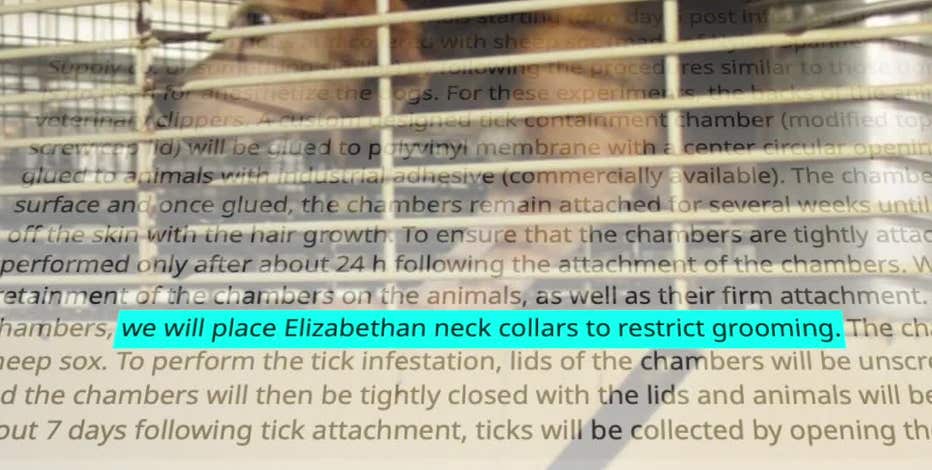Wisconsin puppy mill beagles suffer for human drug research
