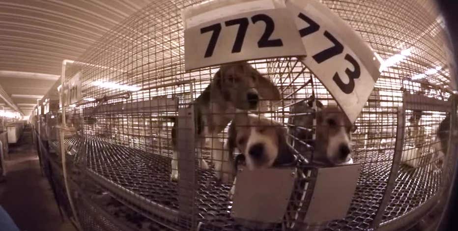 Dogs of science; Wisconsin puppy mill could face criminal charges