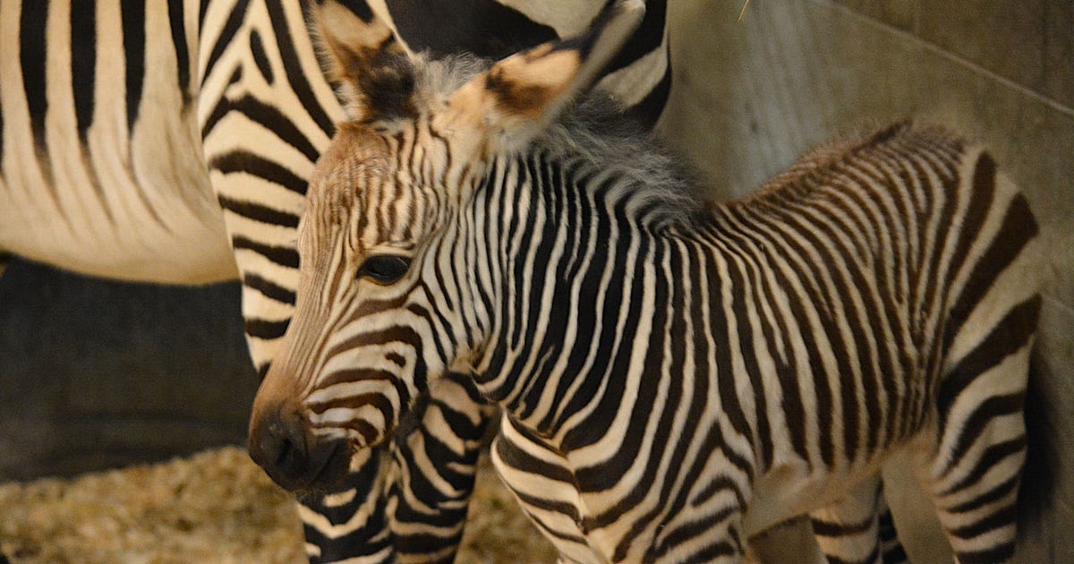Racine Zoo welcomes newborn Hartmann's Mountain zebra | FOX6 Milwaukee