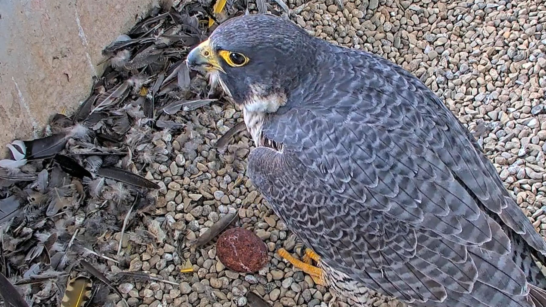 We Energies says peregrine falcon program reached milestone in 2025