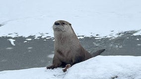 Green Bay zoo runaway otter returns home; one still on the loose