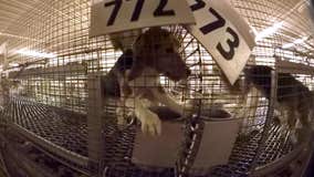 Ridglan Farms sues; accuses nonprofit of trying to destroy business