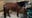 Kenosha County mature horses seized; animals looking for new home