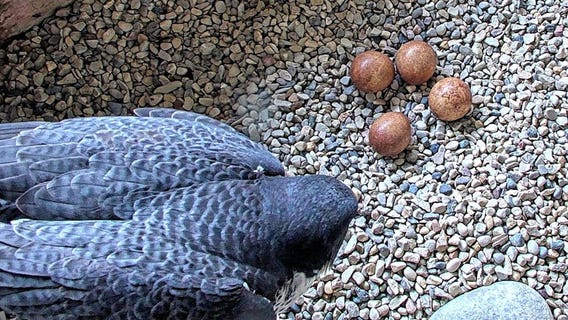 We Energies peregrine falcon chicks need a name, you can help