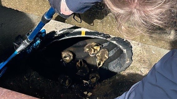 Grafton police rescue ducklings from sewer: video