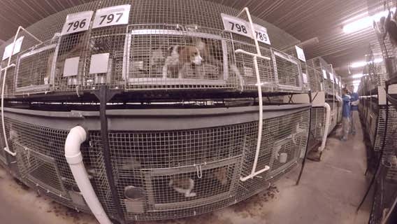 Buyers list leaked; Wisconsin puppy mill customer defends research