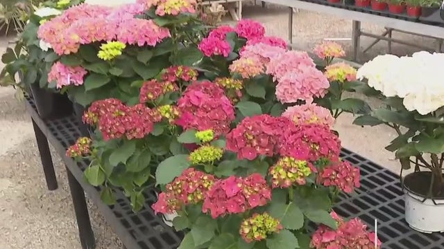 Thomas Greenhouse and Gardens; find plenty of plants for your home