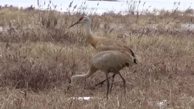 Sandhill crane shot in Oconomowoc; neighbors conflicted