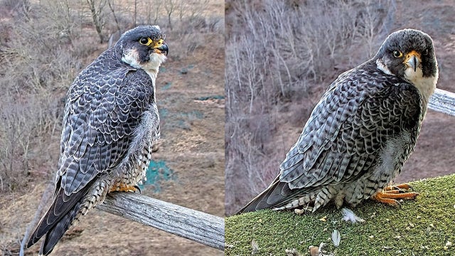 We Energies: 2 peregrine falcons dead; bird flu likely the cause