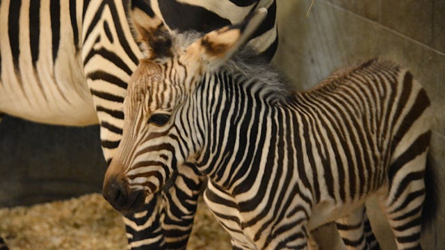 Racine Zoo welcomes newborn Hartmann’s Mountain zebra