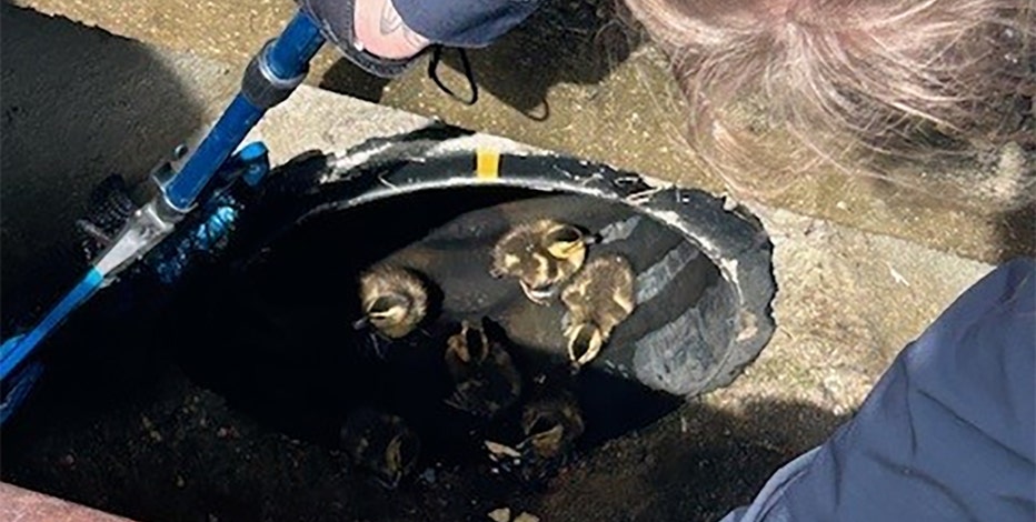 Grafton police rescue ducklings from sewer: video