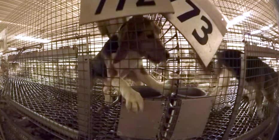 Ridglan Farms sues; accuses nonprofit of trying to destroy business