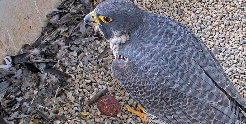 Port Washington peregrine falcon nest box; 1st eggs mark new chapter