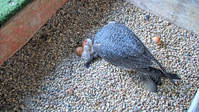 We Energies welcomes first peregrine falcon chicks of 2025 season
