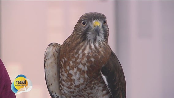 Meet Nicco! Schlitz Audubon Nature Center Raptor Program