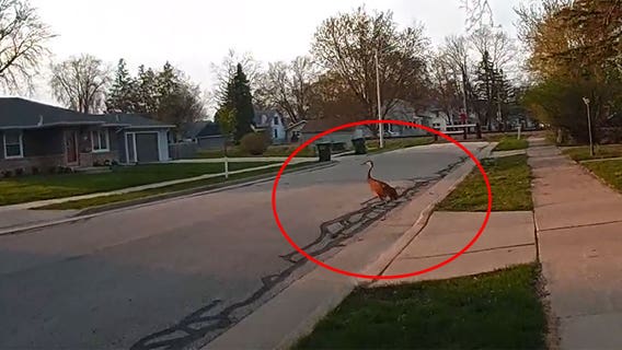 Oconomowoc police shoot sandhill crane; bodycam video released