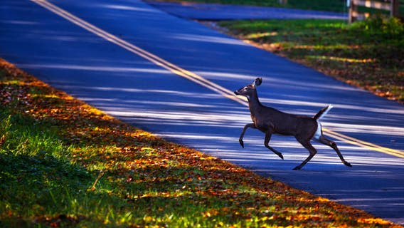 State Patrol: Deer crashes rise during late spring, drivers take caution