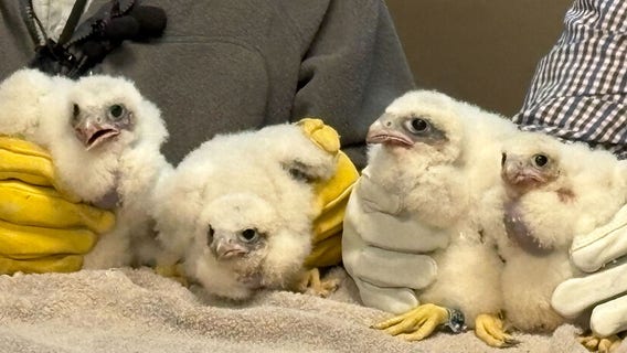 We Energies peregrine falcon chicks named, 1st of 2025