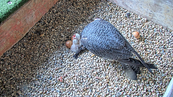 We Energies welcomes first peregrine falcon chicks of 2025 season