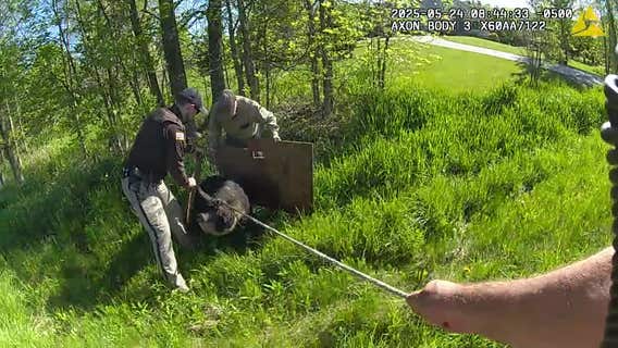 Washington County loose pig wrangled with deputies' help: video