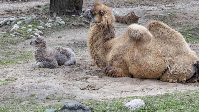 Mother's Day at Milwaukee County Zoo; moms receive free admission